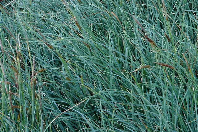 Carex Flacca 'buis'