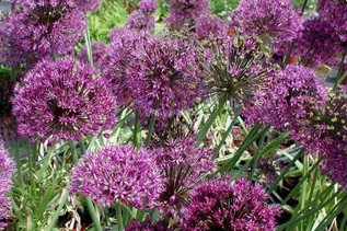 Allium Aflatunense 'purple Sensation'
