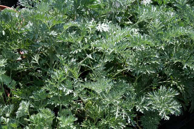 Artemisia Absinthium (assenzio)