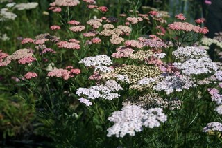 Achillea Millefolium 'colorado'