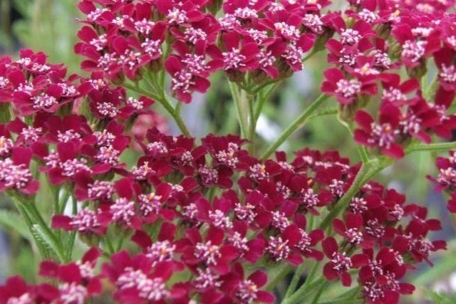 Achillea Millefolium 'cassis'