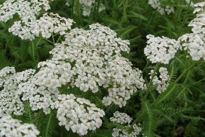 Achillea Millefolium 'schneetaler'