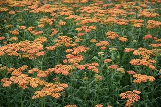 Achillea Millefolium 'walther Funck'