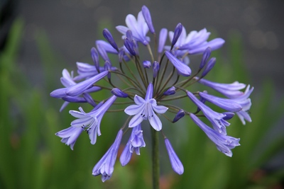 Agapanthus Africanus Dr. Brouwer