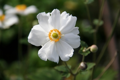 Anemone Hybrida 'coupe D Argent'