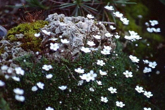 Arenaria Balearica