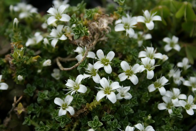 Arenaria Tetraquetra