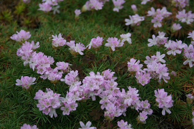 Armeria Juniperifolia
