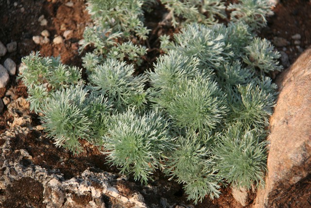 Artemisia Schmidtiana 'nana'