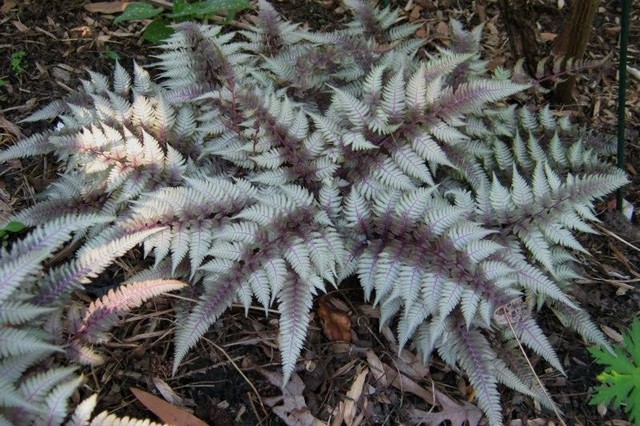 Athyrium Niponicum 'red Beauty' (felce)