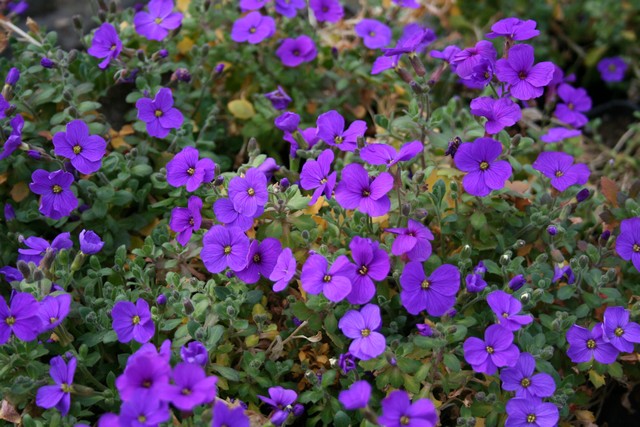 Aubrieta Hybrida 'audrey F1 Blue Shades'
