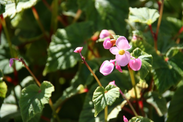 Begonia Grandis Ssp. Evansiana