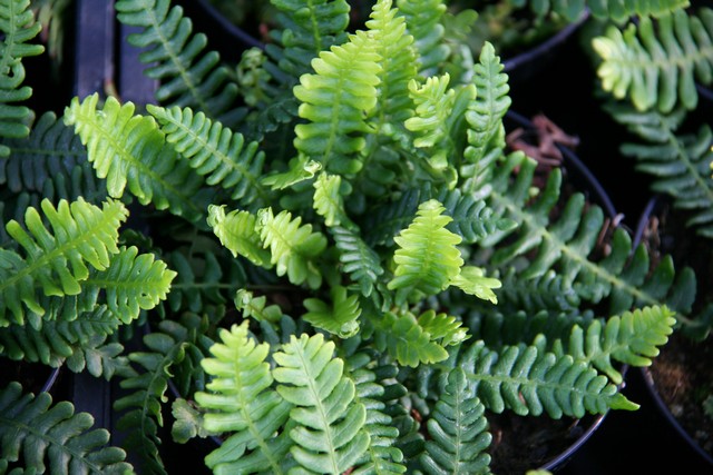 Blechnum Spicant (felce)