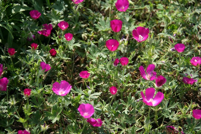 Callirhoe Involucrata