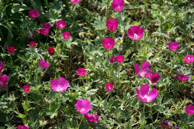 Callirhoe Involucrata