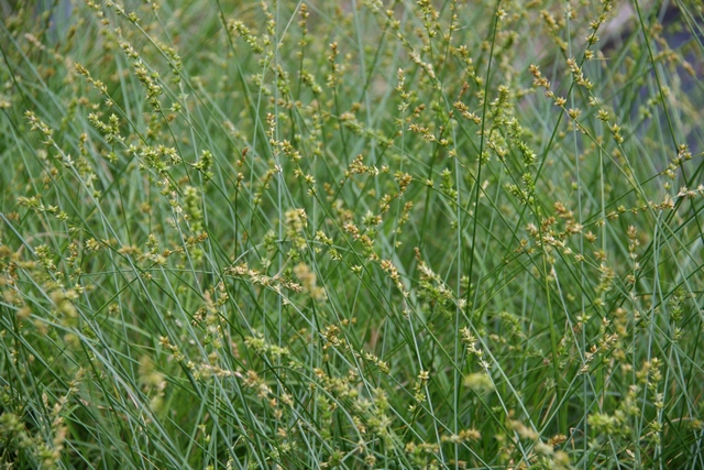 Carex Divulsa