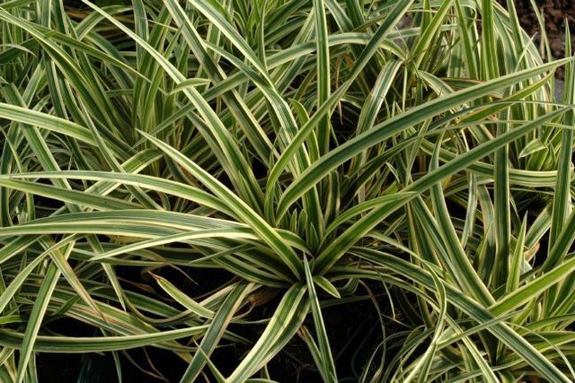 Carex Morrowii 'goldband'