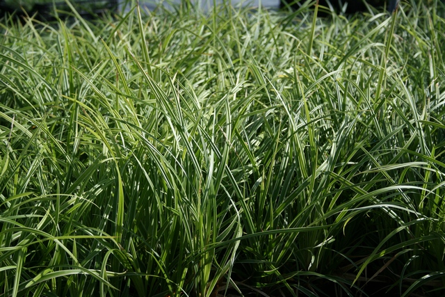 Carex Morrowii 'ice Dance'