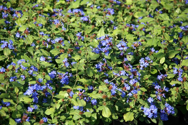 Ceratostigma Plumbaginoides