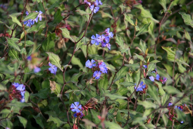 Ceratostigma Willmottianum