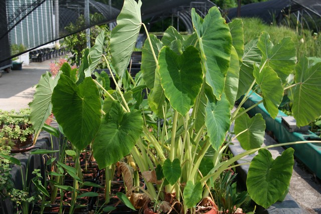 Colocasia Antiquorum