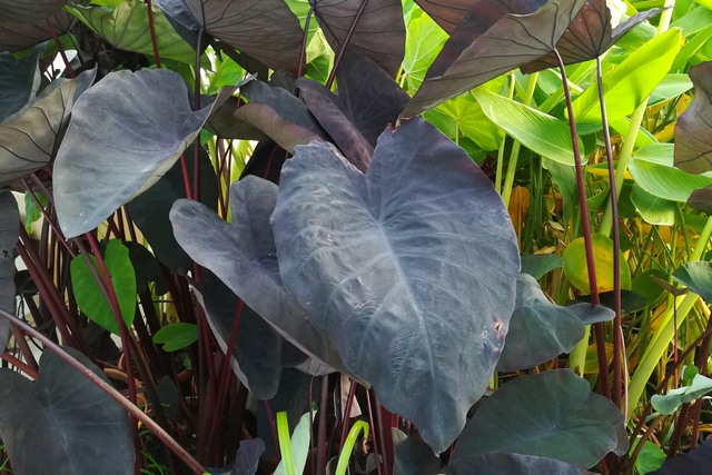 Colocasia 'balck Magic'