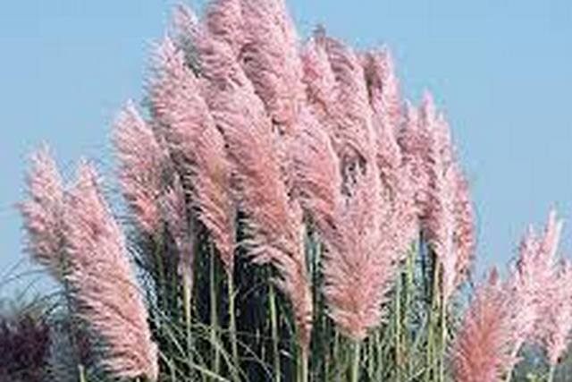 Cortaderia Selloana 'pink Feather'
