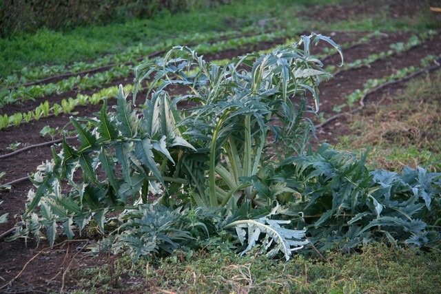 Cynara Cardunculus (cardo)