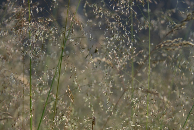 Deschampsia Caespitosa