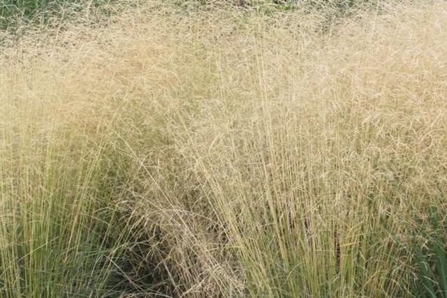 Deschampsia Caespitosa 'schottland'