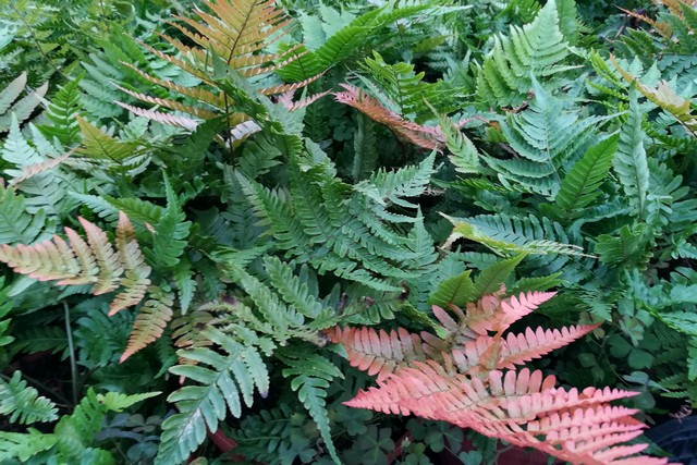 Dryopteris Erythrosora  (felce)