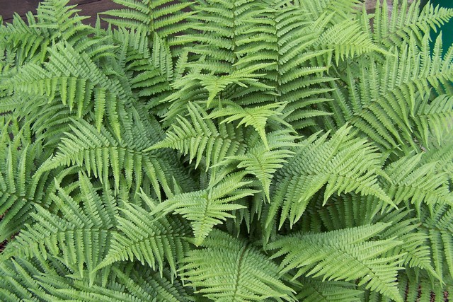 Dryopteris Filix-max (felce)