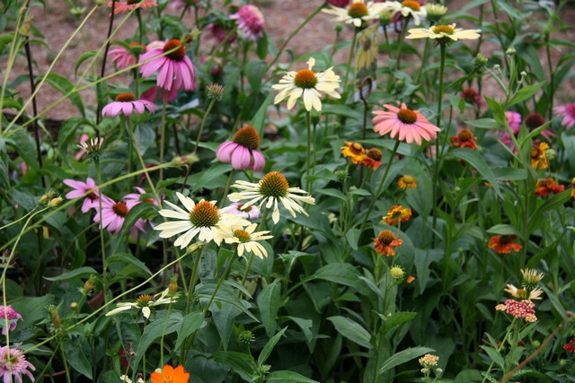 Echinacea Species Hybr. 'coneflower Mix'