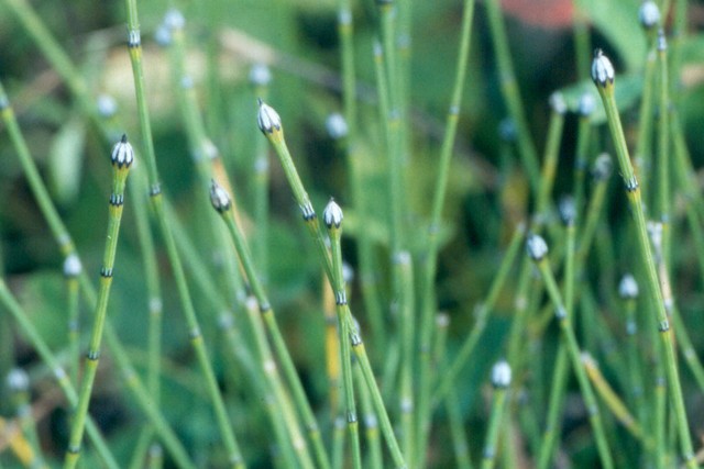 Equisetum Variegatum