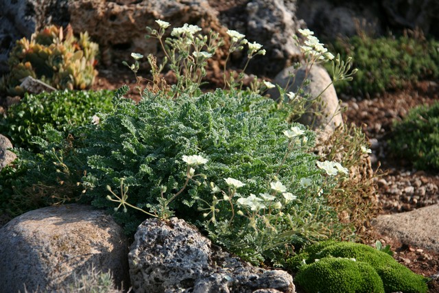 Erodium Chrysanthum