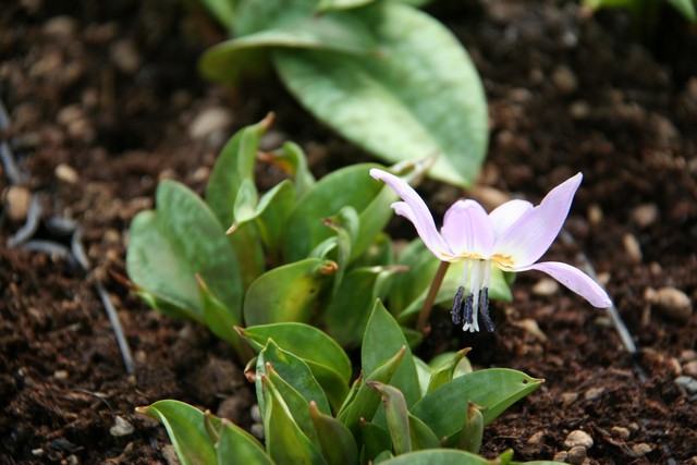 Erythronium Dens-canis