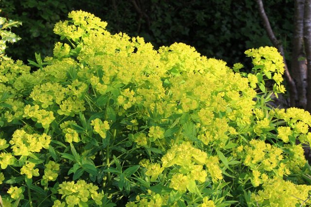 Euphorbia Palustris 'walenburg S Glorie'