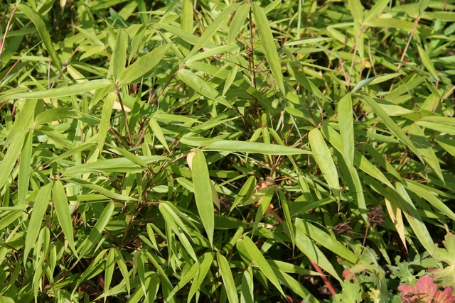Fargesia Rufa (bambù)