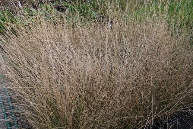 Festuca Mairei