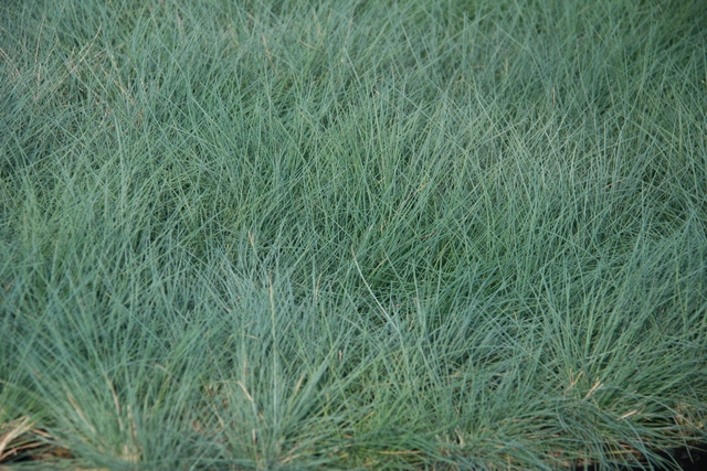 Festuca Glauca 'uchte'