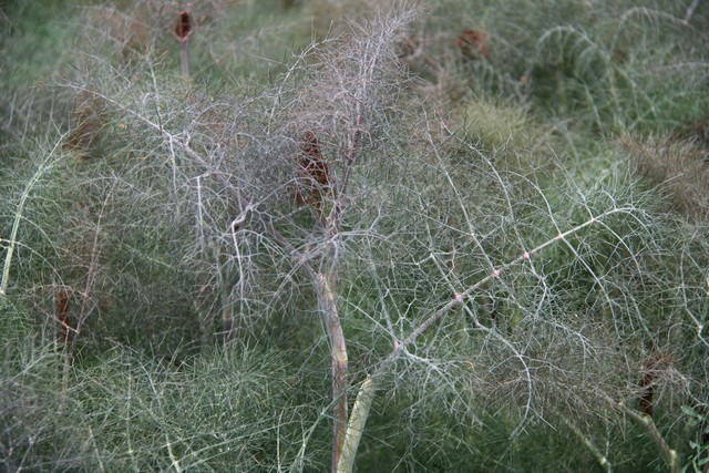 Foeniculum Vulgare 'purpureum'  (finocchio Nero)