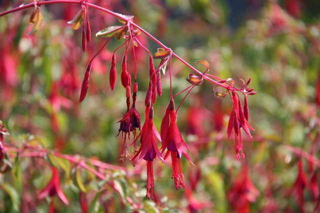 Fuchsia Magellanica 'thompsonii'