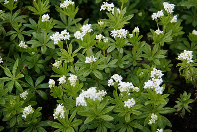 Galium Odoratum (asperula Odorata)