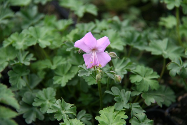 Geranium Dalmaticum