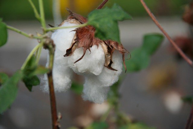 Gossypium Spp.  (piante Del Cotone) Tropicale