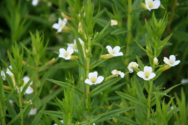 Gratiola Officinalis