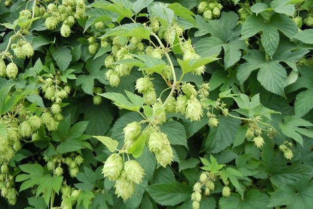 Humulus Lupulus (luppolo)