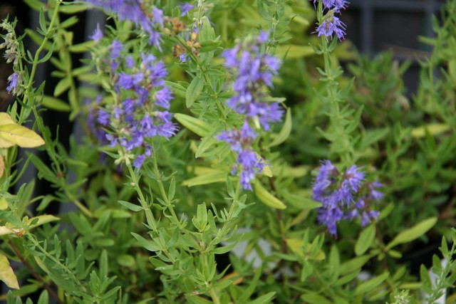 Hyssopus Officinalis 'caeruleus' (erba Isopo)