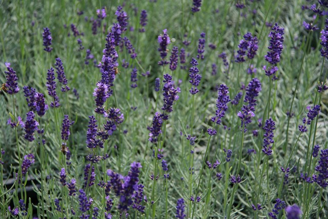 Lavandula Angustifolia 'hidcote Blue'