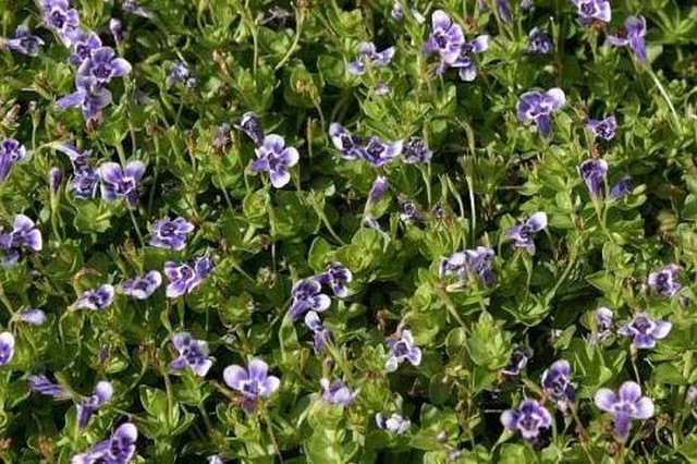 Lindernia Grandiflora